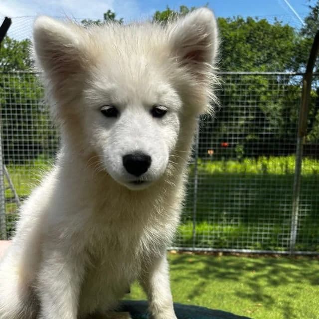 Peanut, female puppy Samoyed for adoption at Many Tears Animal Rescue, Llanelli