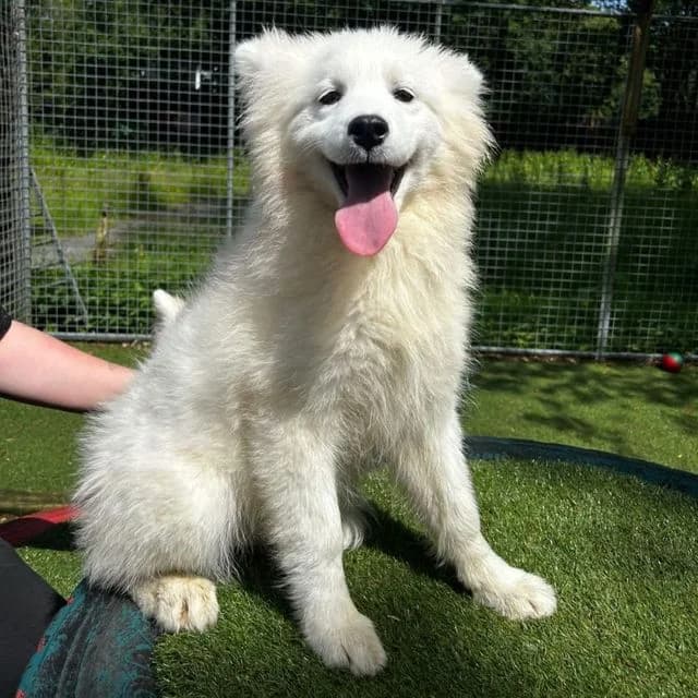 Peace, female puppy Samoyed for adoption at Many Tears Animal Rescue, Llanelli
