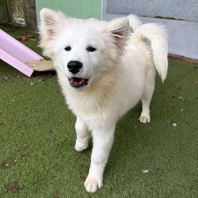 Pheonix, male puppy Samoyed for adoption at Many Tears Animal Rescue, Llanelli
