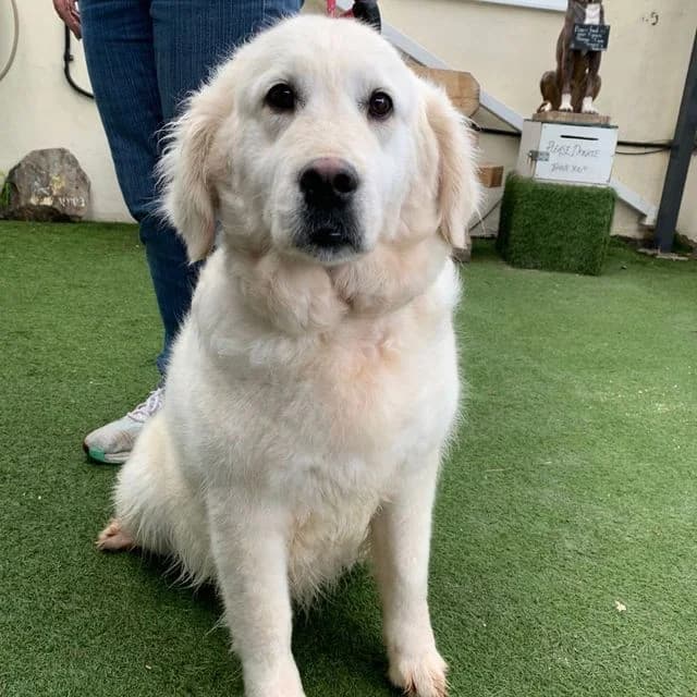 Perdy, female young Golden Retriever for adoption at Many Tears Animal Rescue, Llanelli