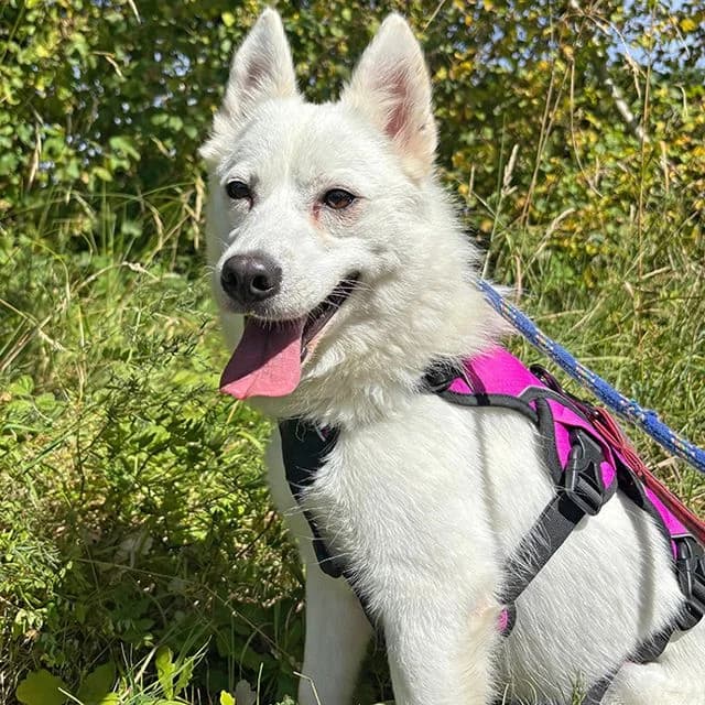 Pushkin, female young Samoyed for adoption at Many Tears Animal Rescue, Llanelli