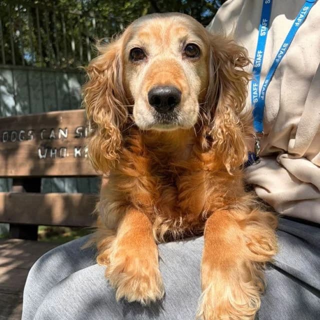 Whispy, female senior Cocker Spaniel for adoption at Many Tears Animal Rescue, Llanelli