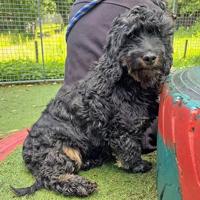 Wanda, female senior Cocker Spaniel for adoption at Many Tears Animal Rescue, Llanelli