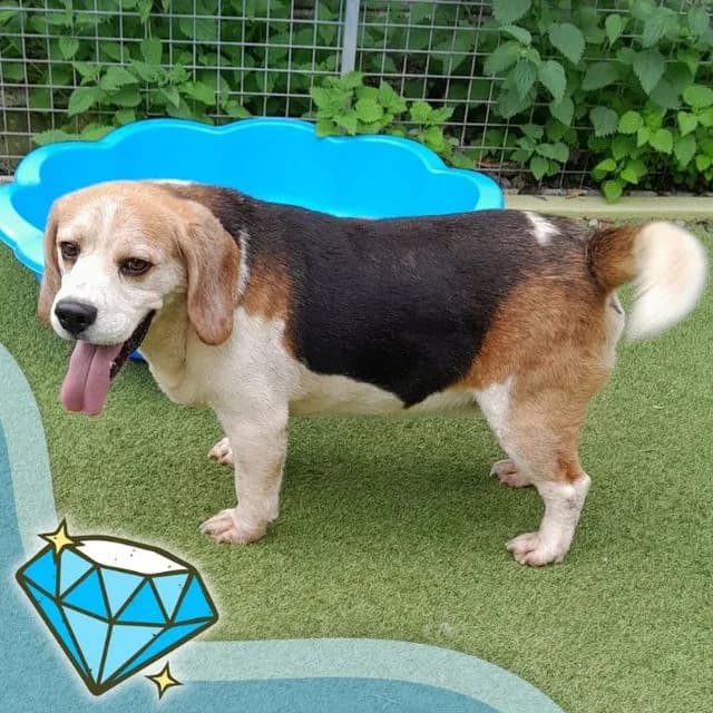 Merv, male 7yo Beagle for adoption at Many Tears Animal Rescue, Llanelli