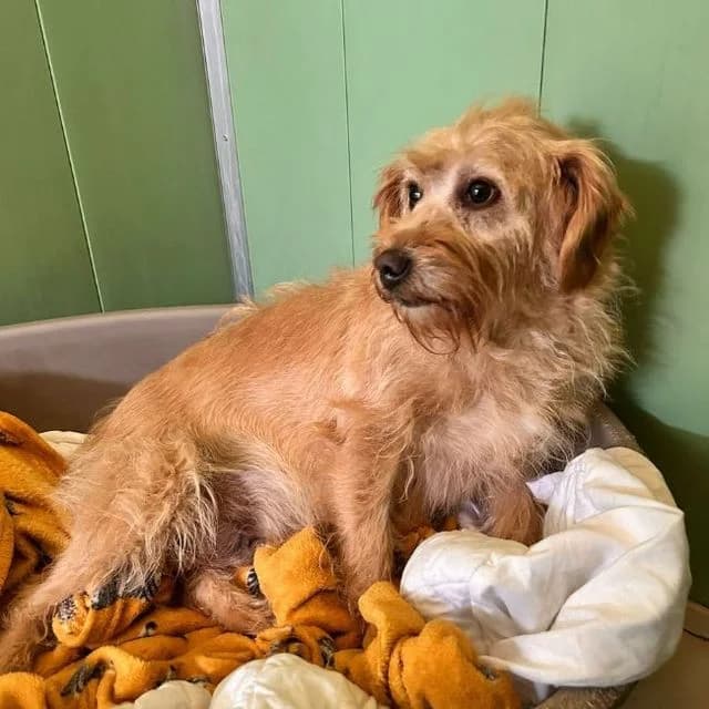Tippins, female 4yo Labradoodle for adoption at Many Tears Animal Rescue, Llanelli