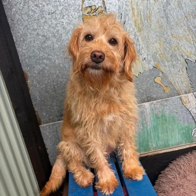 Tippins, female 5yo Labradoodle for adoption at Many Tears Animal Rescue, Llanelli