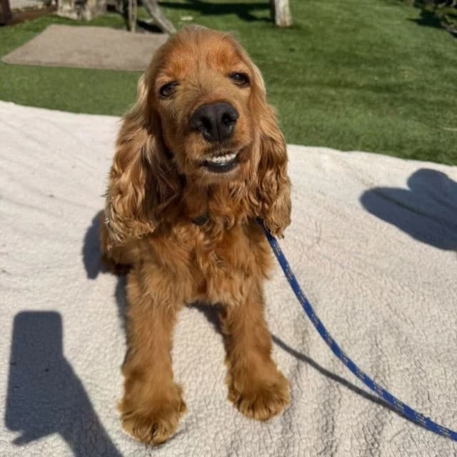 Derby, female 4yo Cocker Spaniel for adoption at Many Tears Animal Rescue, Llanelli