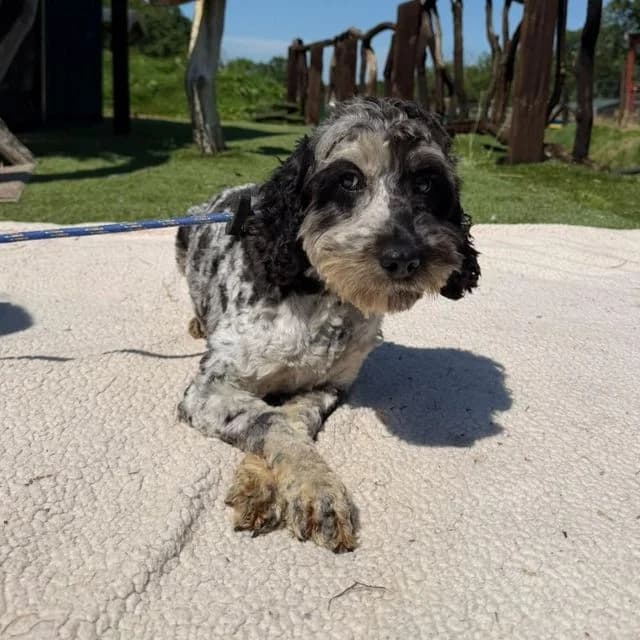 Davina, female young Poodle for adoption at Many Tears Animal Rescue, Llanelli