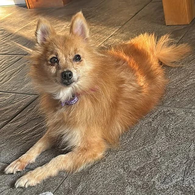 Juice, female senior Pomeranian for adoption at Many Tears Animal Rescue, Llanelli