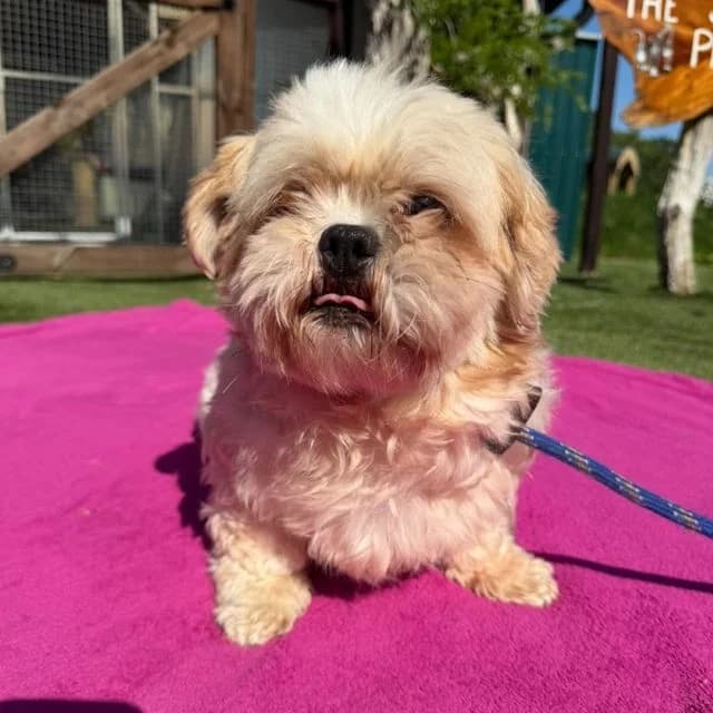 Jasmine, female 5yo Shih Tzu for adoption at Many Tears Animal Rescue, Llanelli