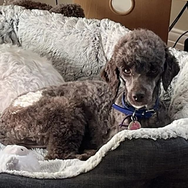 Ursula, female 3yo Poodle for adoption at Many Tears Animal Rescue, Llanelli
