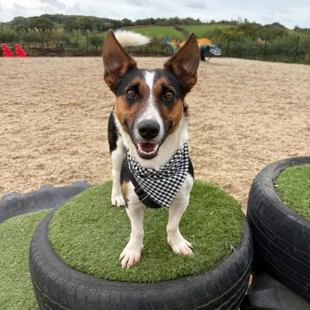 Pop, female young Collie for adoption at Many Tears Animal Rescue, Llanelli
