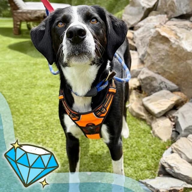 Shiloh, male 4yo mixed breed for adoption at Many Tears Animal Rescue, Llanelli