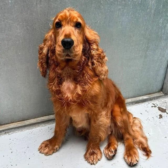 Enfys, female 3yo Cocker Spaniel for adoption at Many Tears Animal Rescue, Llanelli