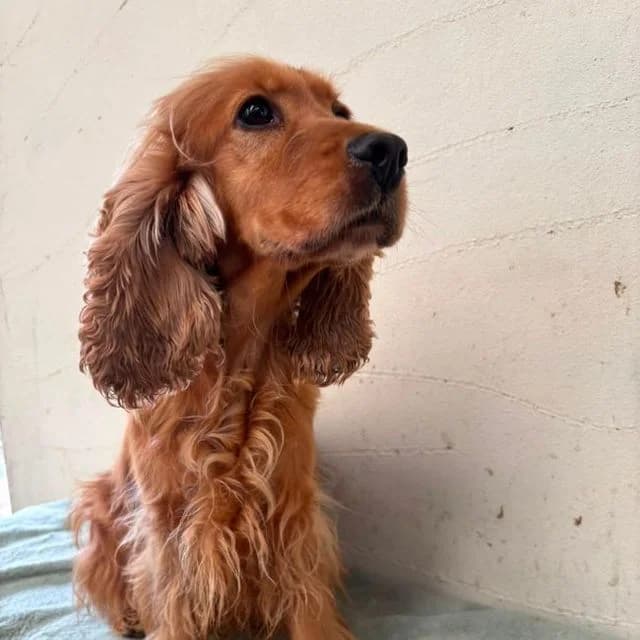 Elle, female 4yo Cocker Spaniel for adoption at Many Tears Animal Rescue, Llanelli