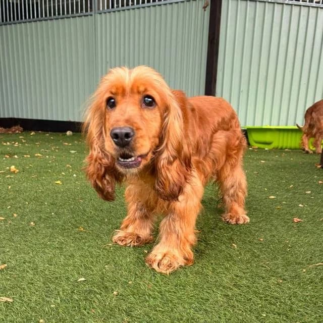 Esta, female 4yo Cocker Spaniel for adoption at Many Tears Animal Rescue, Llanelli