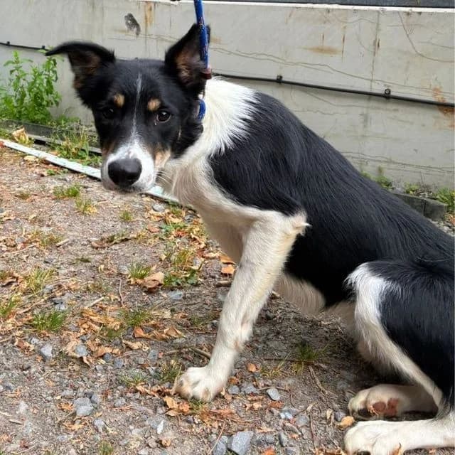 Frankie, male young Collie for adoption at Many Tears Animal Rescue, Llanelli