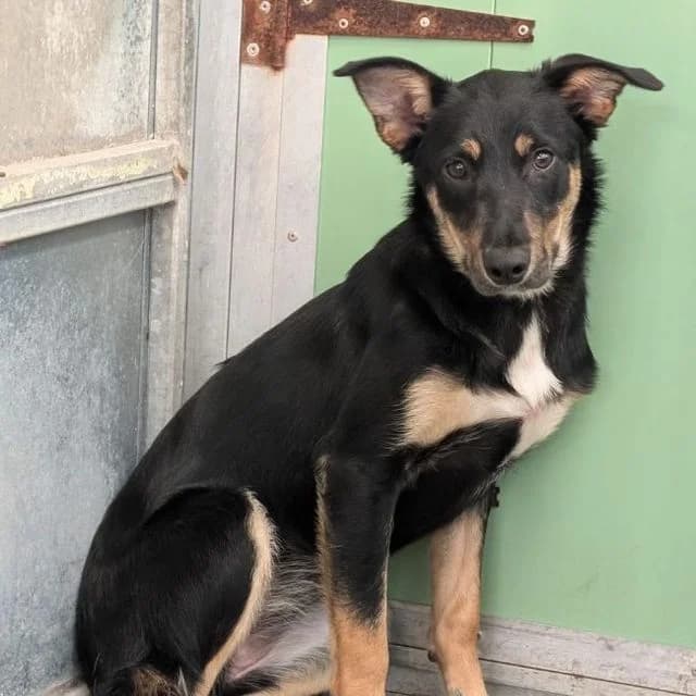 Faith, female puppy Collie for adoption at Many Tears Animal Rescue, Llanelli