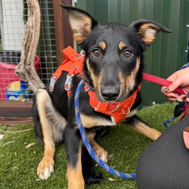 Faith, female puppy Collie for adoption at Many Tears Animal Rescue, Llanelli