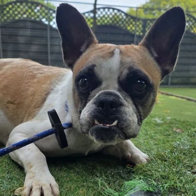 Iggy, female young English Bulldog for adoption at Many Tears Animal Rescue, Llanelli