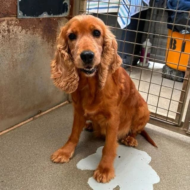Quail, female 6yo Cocker Spaniel for adoption at Many Tears Animal Rescue, Llanelli