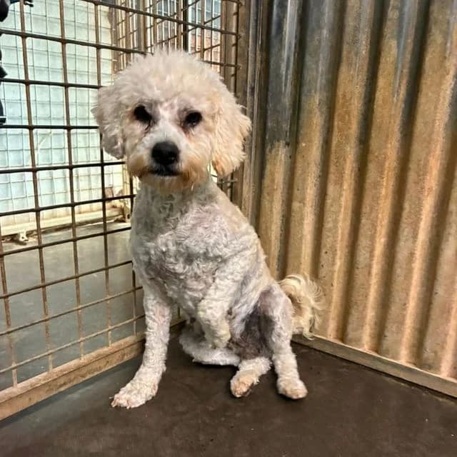 Querty, female young mixed breed for adoption at Many Tears Animal Rescue, Llanelli