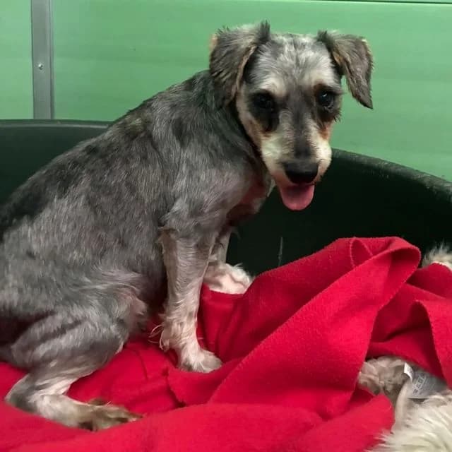 Mash, female 7yo mixed breed for adoption at Many Tears Animal Rescue, Llanelli
