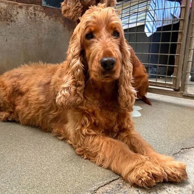 Martha, female 7yo Cocker Spaniel for adoption at Many Tears Animal Rescue, Llanelli