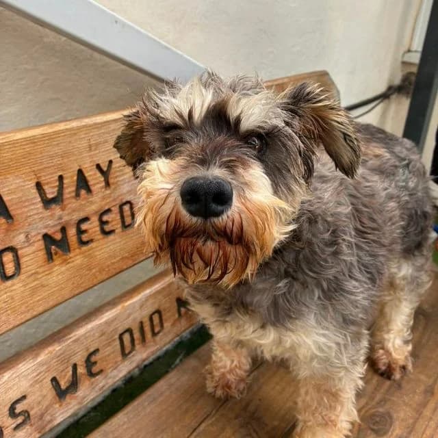 Missie, female 6yo Miniature Schnauzer for adoption at Many Tears Animal Rescue, Llanelli
