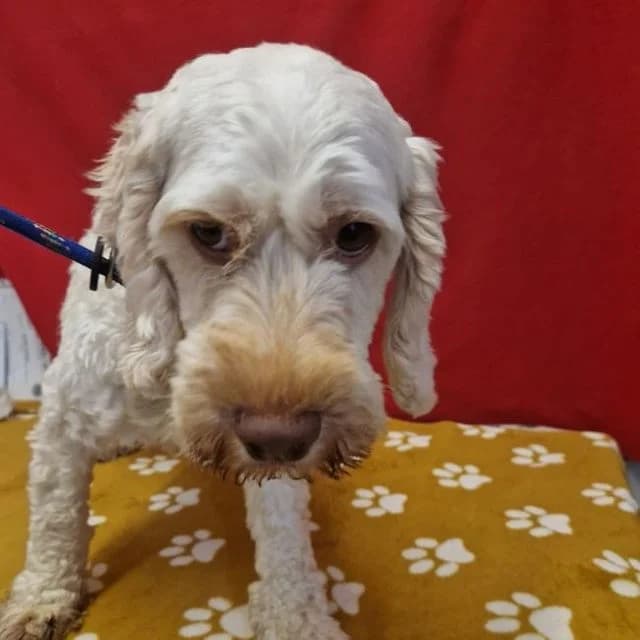 Sky, female 5yo Poodle for adoption at Many Tears Animal Rescue, Llanelli