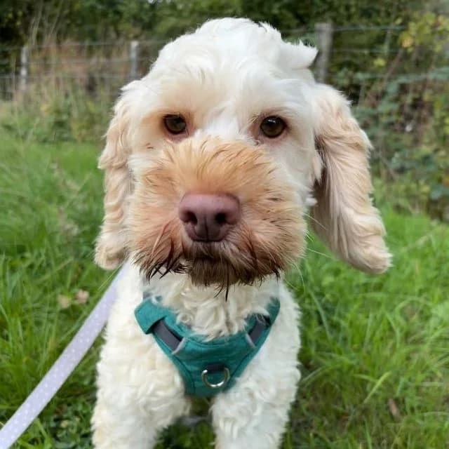 Sky, female 5yo Poodle for adoption at Many Tears Animal Rescue, Llanelli