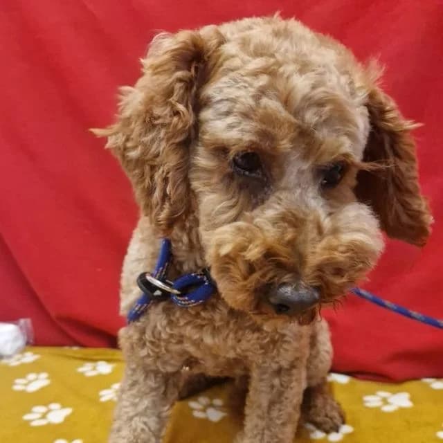 Kevin, male 4yo Poodle for adoption at Many Tears Animal Rescue, Llanelli