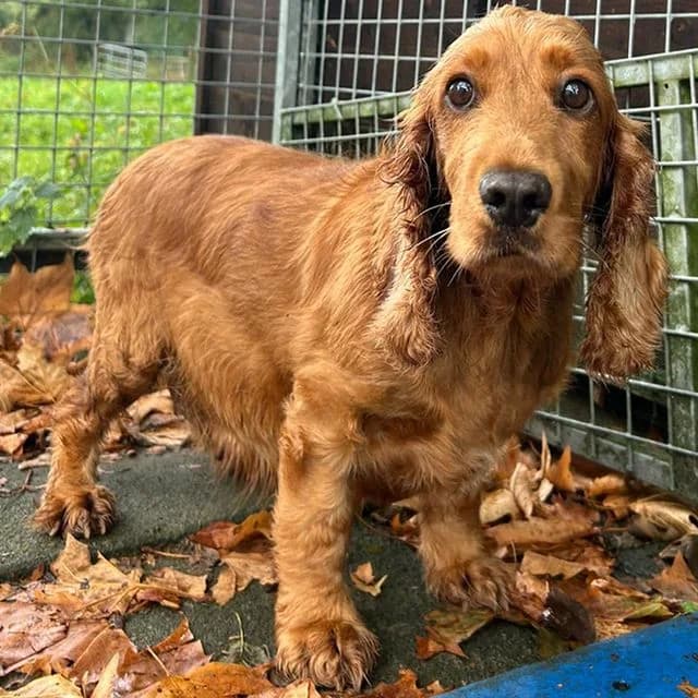 Molly, female 6yo Cocker Spaniel for adoption at Many Tears Animal Rescue, Llanelli