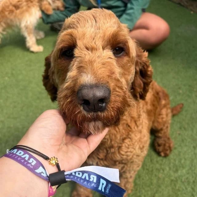Rosie, female young Labradoodle for adoption at Many Tears Animal Rescue, Llanelli