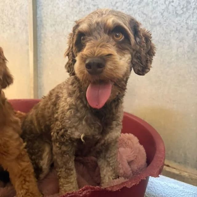 Twig, female 5yo Poodle for adoption at Many Tears Animal Rescue, Llanelli