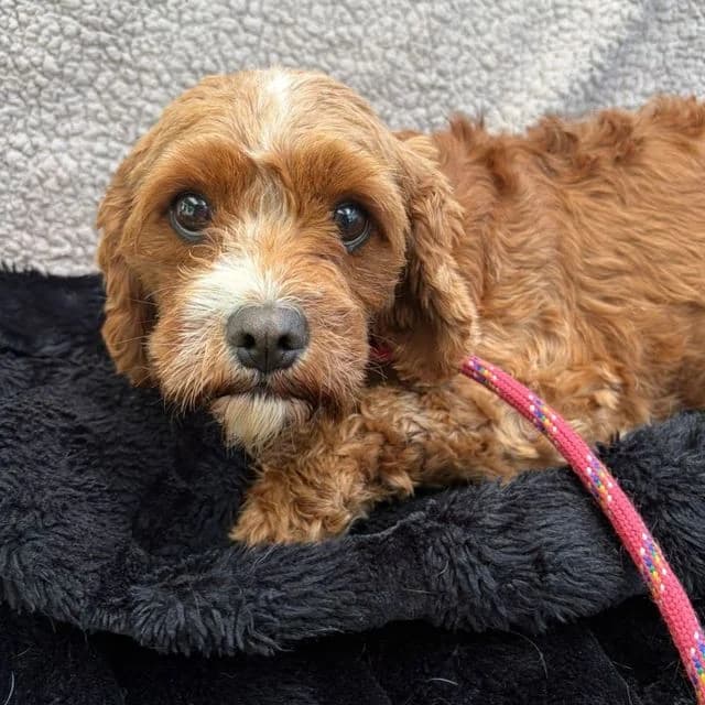 Stitch, female young Poodle for adoption at Many Tears Animal Rescue, Llanelli