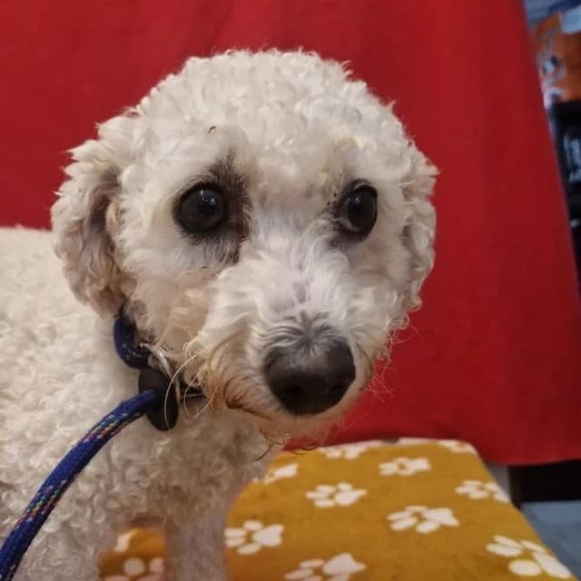 Amethyst, female 4yo Bichon Frisé for adoption at Many Tears Animal Rescue, Llanelli