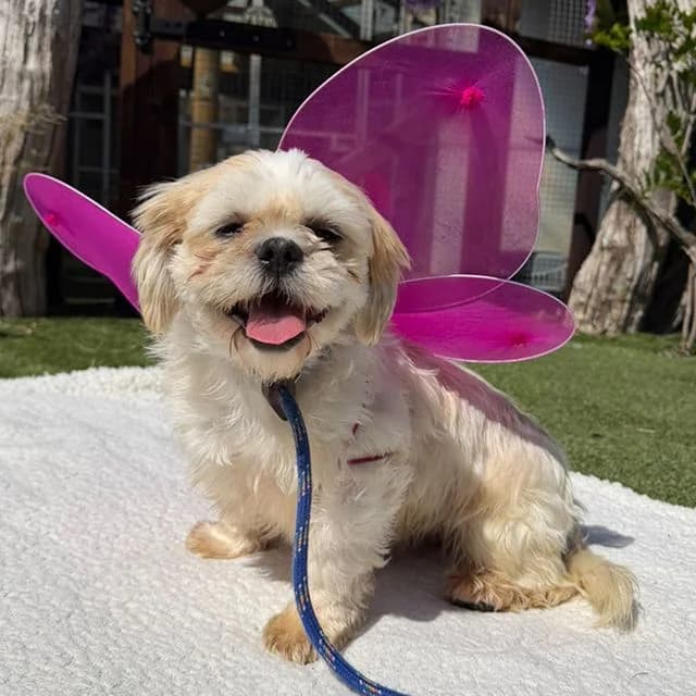 Audrey, female young Shih Tzu for adoption at Many Tears Animal Rescue, Llanelli