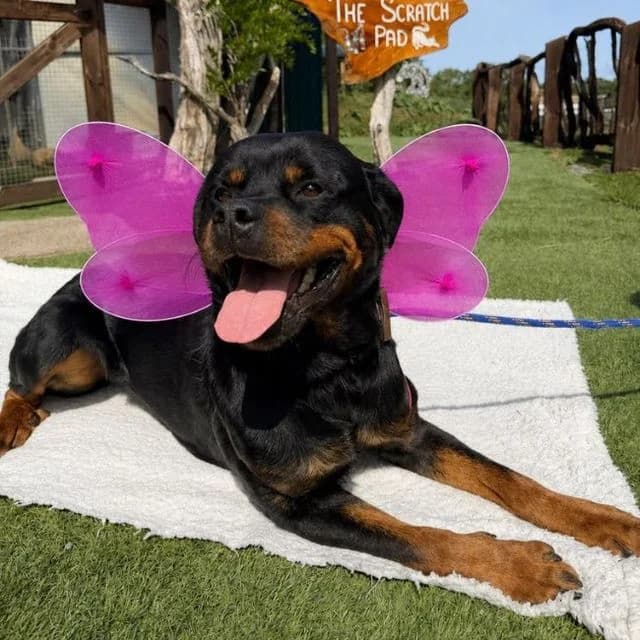 Candy, female 5yo Rottweiler for adoption at Many Tears Animal Rescue, Llanelli