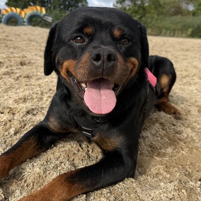 Candy, female 5yo Rottweiler for adoption at Many Tears Animal Rescue, Llanelli