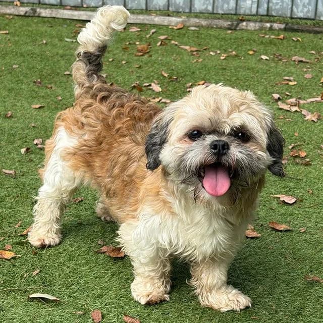 Winnie, female 3yo Shih Tzu for adoption at Many Tears Animal Rescue, Llanelli