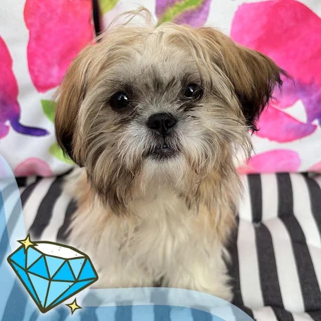 Winona, female puppy Shih Tzu for adoption at Many Tears Animal Rescue, Llanelli
