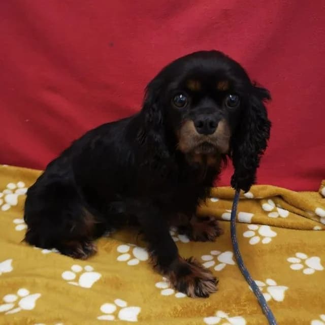 Trudy, female 4yo Cavalier King Charles Spaniel for adoption at Many Tears Animal Rescue, Llanelli