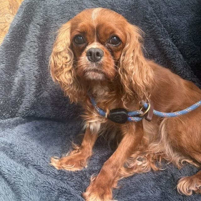 Belinda, female 6yo Cavalier King Charles Spaniel for adoption at Many Tears Animal Rescue, Llanelli