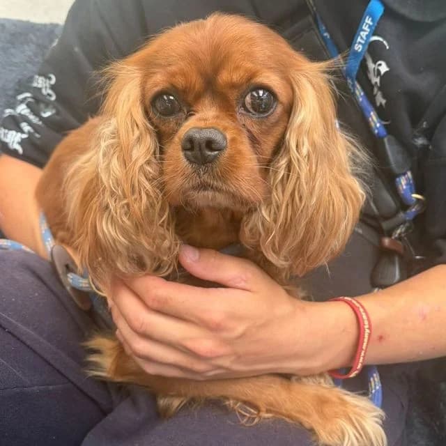 Bloom, female 5yo Cavalier King Charles Spaniel for adoption at Many Tears Animal Rescue, Llanelli