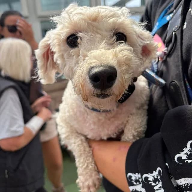 Cassie, female 5yo Bichon Frisé for adoption at Many Tears Animal Rescue, Llanelli