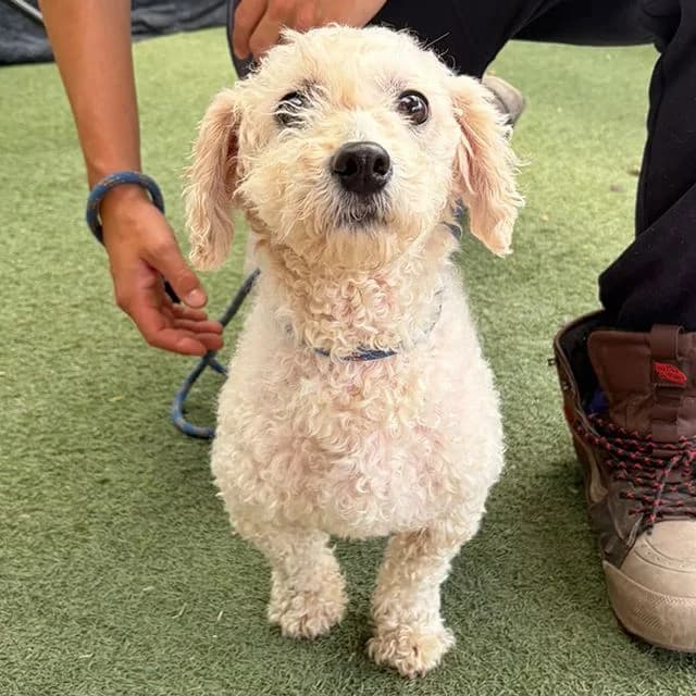 Daisy, female senior Bichon Frisé for adoption at Many Tears Animal Rescue, Llanelli