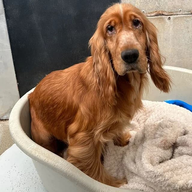 Moxy, female 4yo Cocker Spaniel for adoption at Many Tears Animal Rescue, Llanelli
