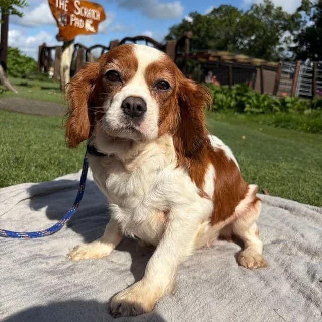 Sundance, female 7yo Cavalier King Charles Spaniel for adoption at Many Tears Animal Rescue, Llanelli