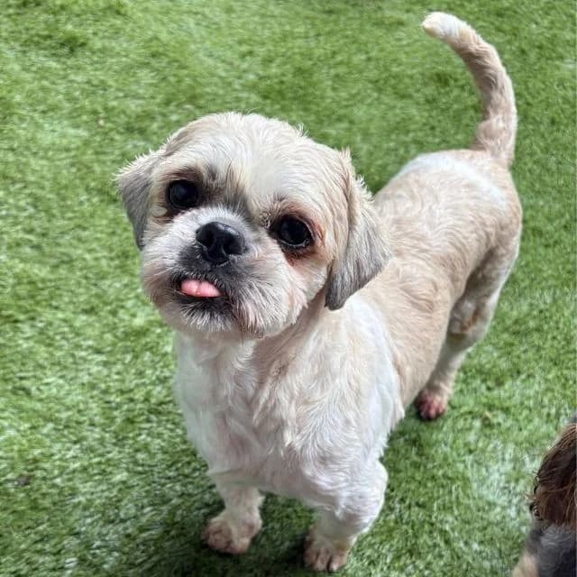 Sunny, female 4yo Shih Tzu for adoption at Many Tears Animal Rescue, Llanelli
